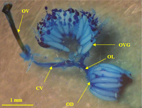 Bactrocera dorsalis Hendel: ovaries of a sexually mature female.