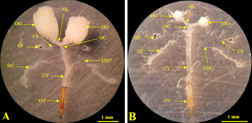 Bactrocera dorsalis Hendel: female reproductive organs.