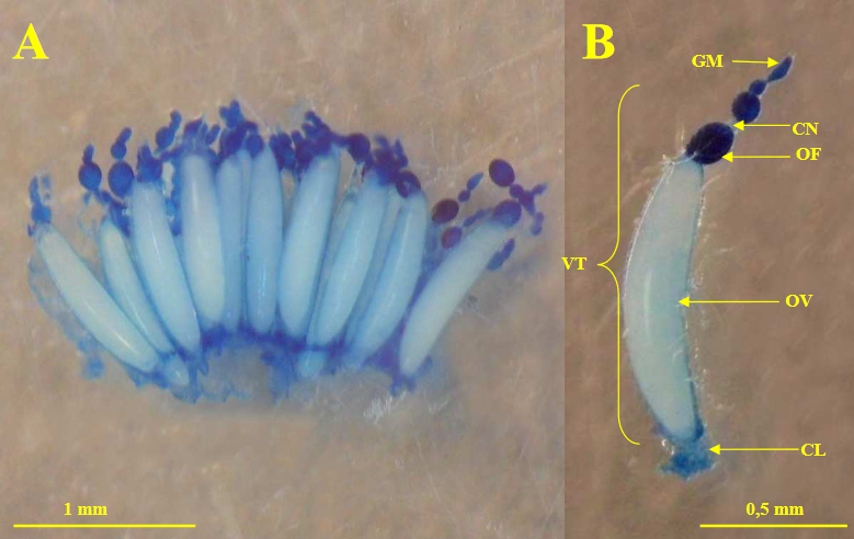 Bactrocera dorsalis Hendel: ovarioles of a sexually mature female.