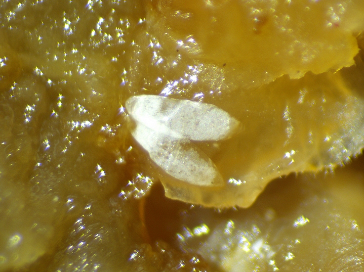 2 Silba adipata McAlpine chorions under an ostiolar scale (pushed, top right) of the D1 ripe fig.