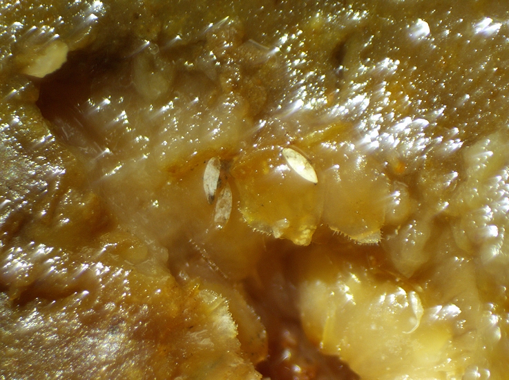 3 Silba adipata McAlpine chorions and 1 Drosophila suzukii Matsumura chorion (down, right), in the ostiolar area of the D3 ripe fig.