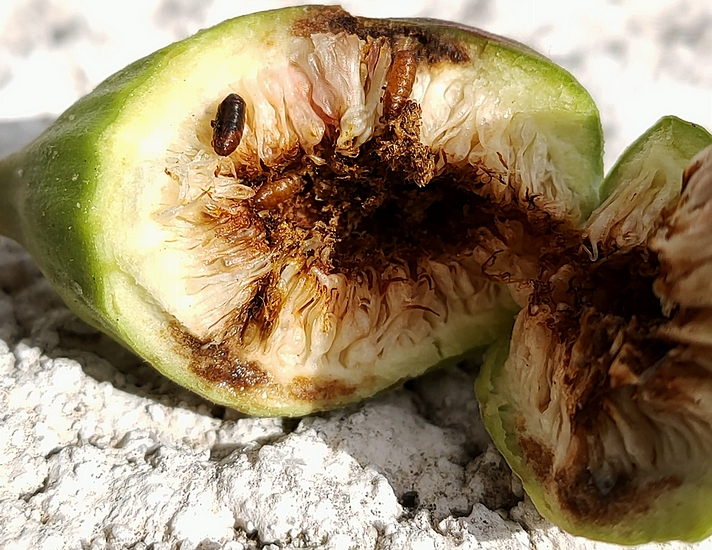 Silba adipata McAlpine: 3 pupae found inside the central cavity of an immature fig.