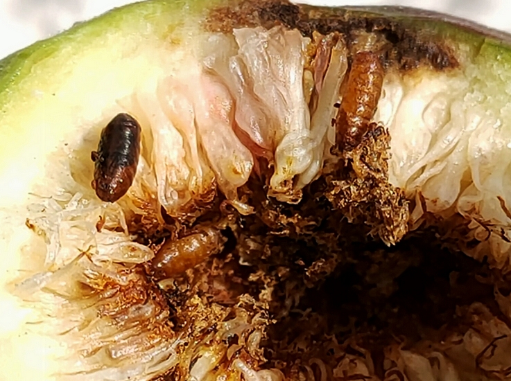 Silba adipata McAlpine: 3 pupae found inside the central cavity of an immature fig.
