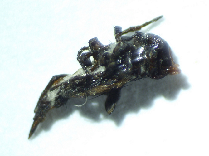 Dead Silba adipata McAlpine imago extracted from the infructescence of the D3 ripe fig.