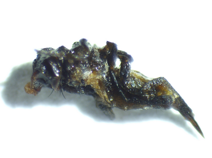 Dead Silba adipata McAlpine imago extracted from the infructescence of the D3 ripe fig.