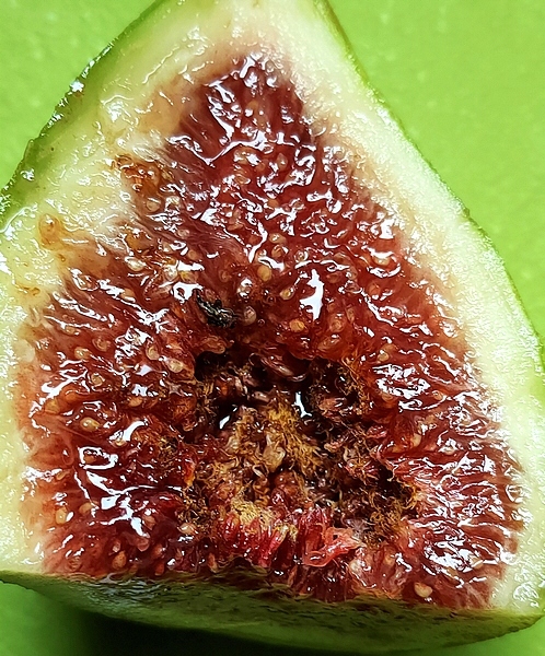 Dead Silba adipata McAlpine imago in the infructescence of the D3 ripe fig.