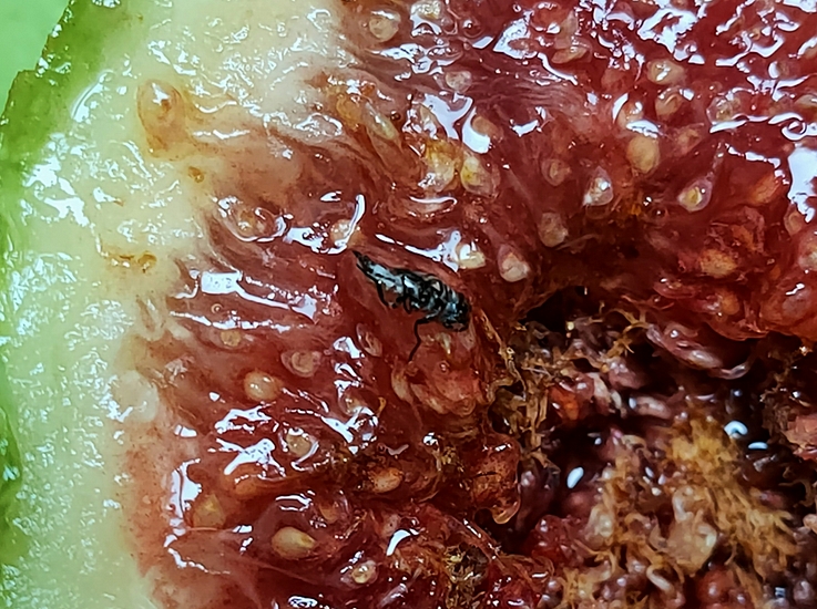 Dead Silba adipata McAlpine imago in the infructescence of the D3 ripe fig