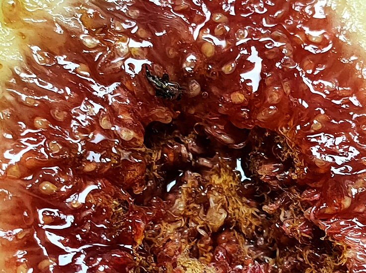 Dead Silba adipata McAlpine imago in the infructescence of the D3 ripe fig