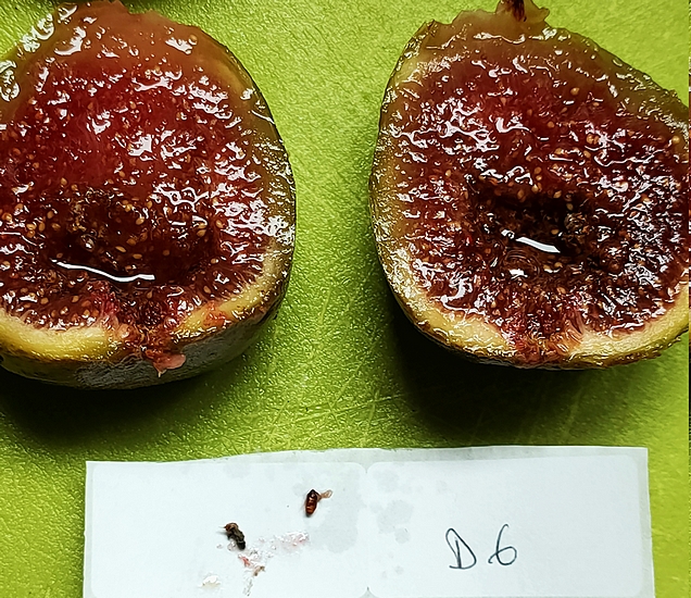 Silba adipata McAlpine dead imago and empty pupa extracted from the infructescence of the D6 ripe fig.