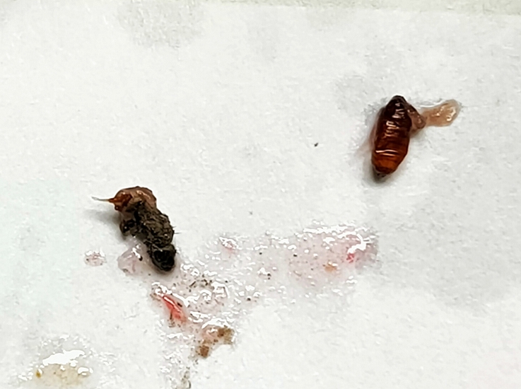 Silba adipata McAlpine dead imago and empty pupa extracted from the infructescence of the D6 ripe fig.
