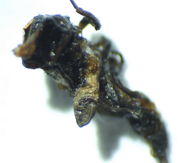 First wing of the dead Silba adipata McAlpine imago extracted from the infructescence of the D3 ripe fig.