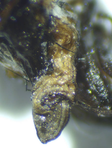 First wing detail of the dead Silba adipata McAlpine imago extracted from the infructescence of the D3 ripe fig.