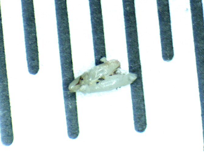 Silba adipata McAlpine: two eggs of laying size extracted from the abdomen of a mature female. 