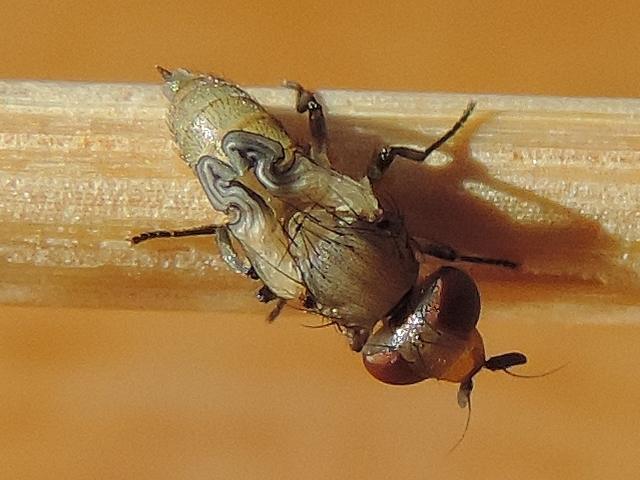 Silba adipata McAlpine imago just after emergence from the pupa.