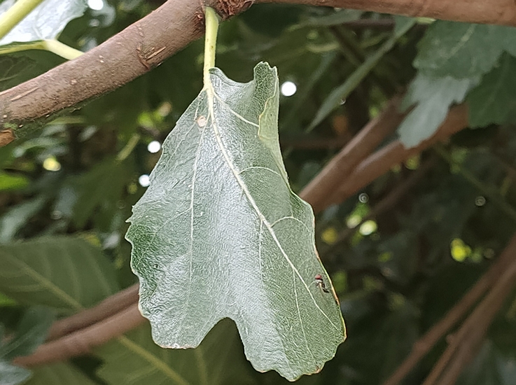 Silba adipata McAlpine individual that landed on a small fig tree leaf after the couple took flight.