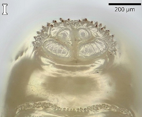 Silba adipata McAlpine larva: anal area.