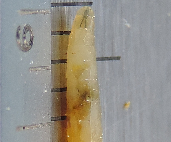 Silba adipata McAlpine larva: anterior spiracle on the right side.