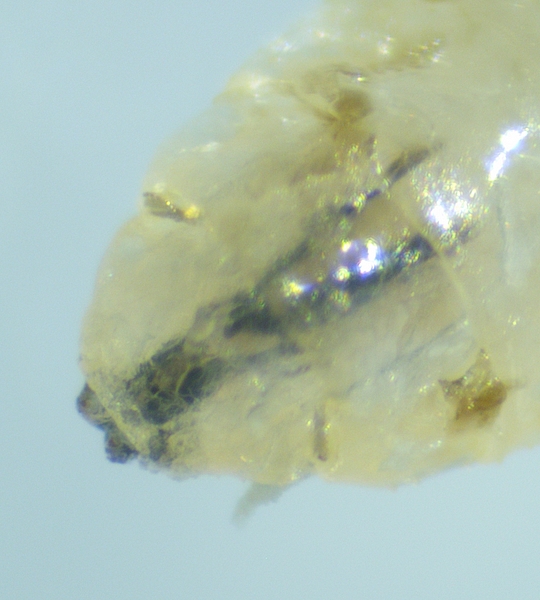 Silba adipata McAlpine larva: anterior spiracles.