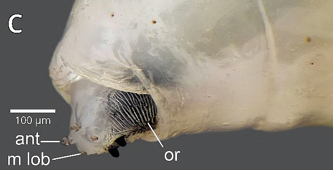 Black Fig Fly larva: cephalic capsule protuding from the first thoracic segment.