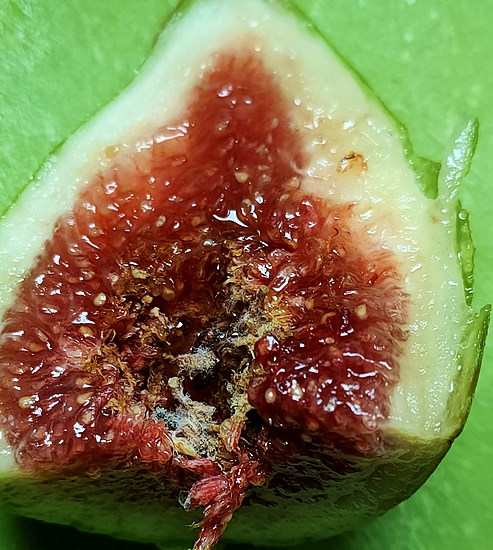 Silba adipata McAlpine larvae damage, and mold, on the surface of the infructescence of a 'Dalmatie' ripe fig.