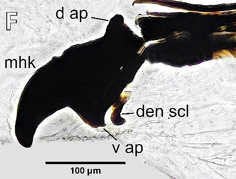 Black Fig Fly larva: mandible, attached on the right to the intermediate sclerite.