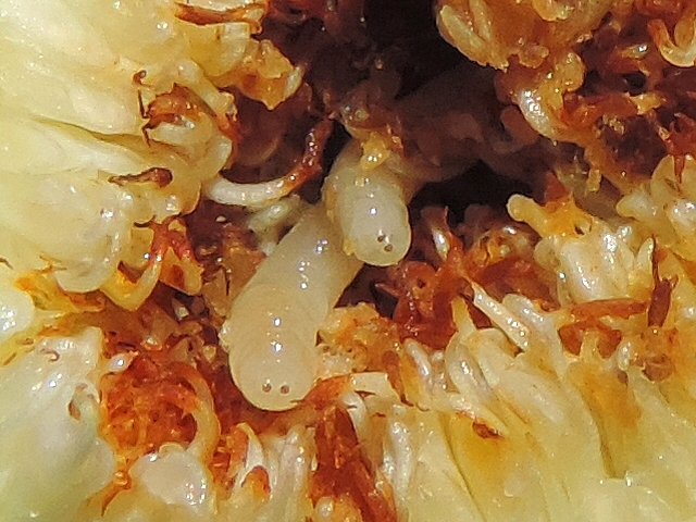 Silba adipata McAlpine larva: posterior spiracles