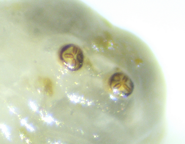 Silba adipata McAlpine larva posterior spiracles.
