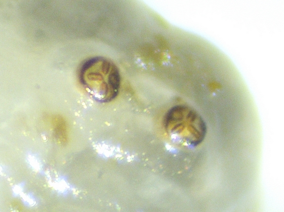 Silba adipata McAlpine larva: posterior spiracles.