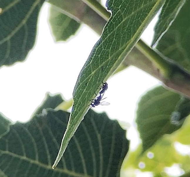 Silba adipata McAlpine in copula on a fig tree leaf underface.