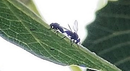 Silba adipata McAlpine in copula on a fig tree leaf underface.