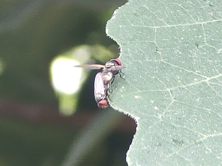 End-to-end mating position of black fig flies feeding on a fig tree leaf edge.