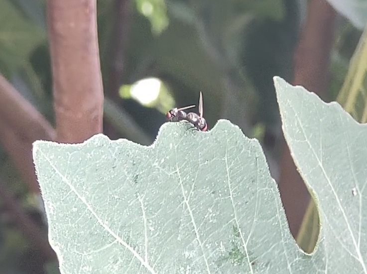 Sillba adipata McAlpine: end-to-end mated individuals differing in size.