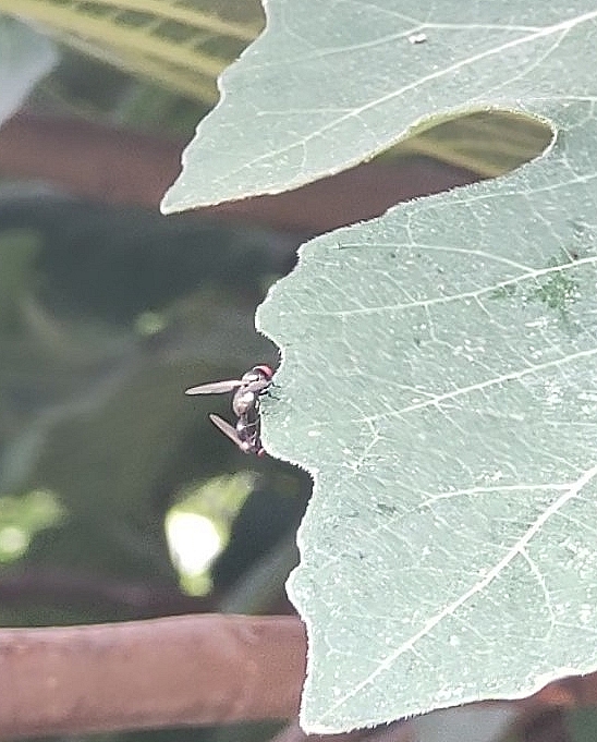 Two black fig flies in copula on the edge of a fig tree leaf.