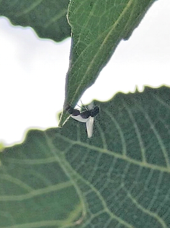 Silba adipata McAlpine in copula: female rising to take flight with the male attached to her.