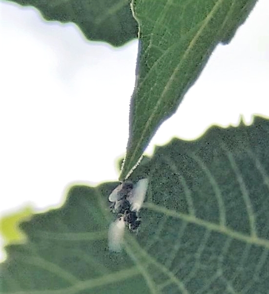 Silba adipata McAlpine in copula: female taking flight and carrying the male attached to her.