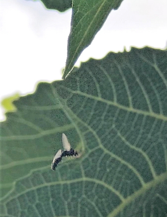 Silba adipata McAlpine in copula: couple immediatly after taking flight.