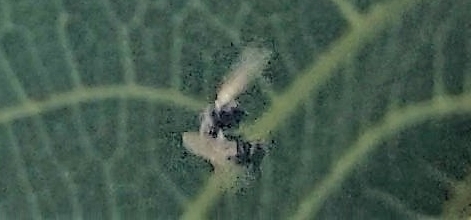  Silba adipata McAlpine in copula: couple falling after taking flight.