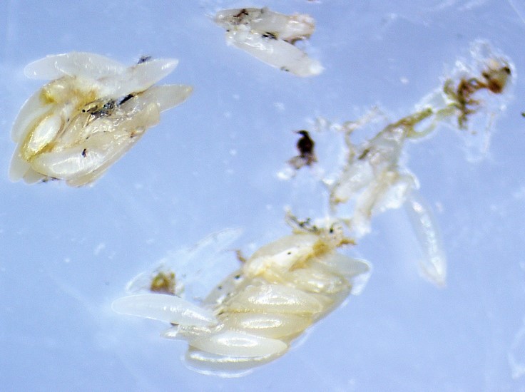 Silba adipata McAlpine: counting of well chorioned eggs of a mature female.