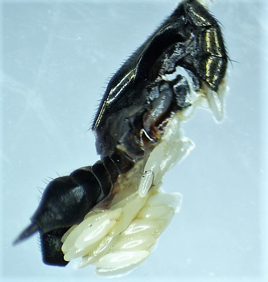 Silba adipata McAlpine: exposed ovaries of a mature female (isolated abdomen).