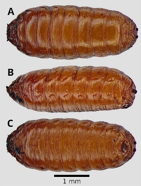 Silba adipata McAlpine: pupa morphology.
