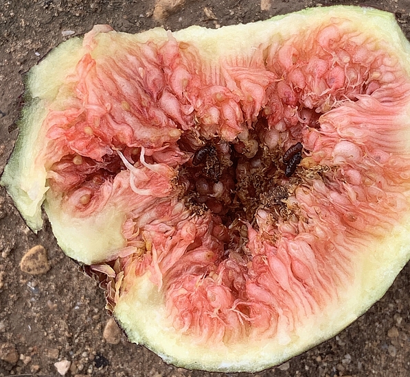 Ripe fig infested with 4 Silba adipata McAlpine pupae; variety 'Colar de Albatera'.