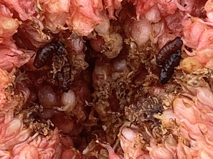 Observation of 4 Silba adipata McAlpine pupae inside a 'Colar de Albatera' ripe fig.