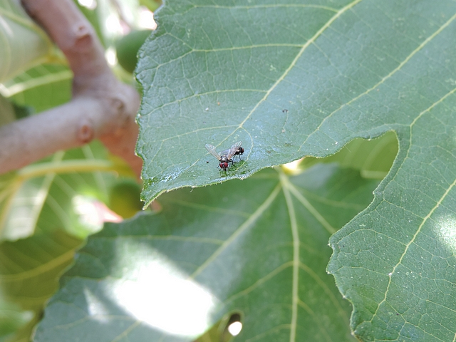 Two mated black fig flies on a fig tree leaf.