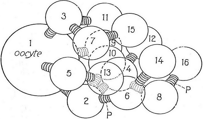 Spatial representation of the connections between the 16 cells of a follicle in Drosophila.