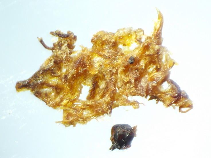 Fragmentation and crushing of the brownish mass with a black ball, extracted from the infructescence of the D2 fig.