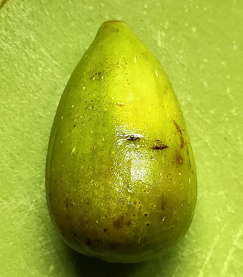 Whole 'Dalmatia' ripe fig no. 4.