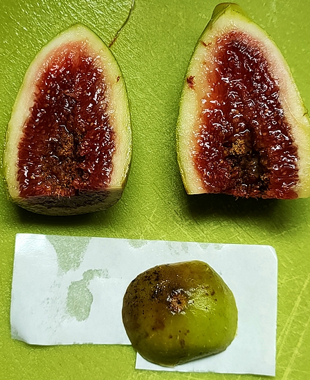Interior of 'Dalmatia' ripe fig no. 4.