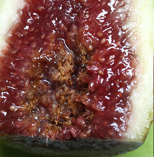 Mold on larvae damage within the infructescence of 'Dalmatia' ripe fig no. 4.