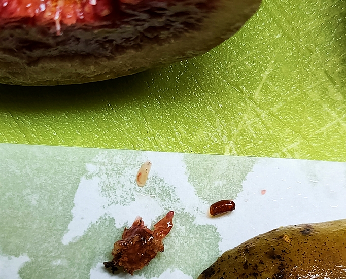 Elements extracted from the infructescence of 'Dalmatia' ripe fig no. 4.