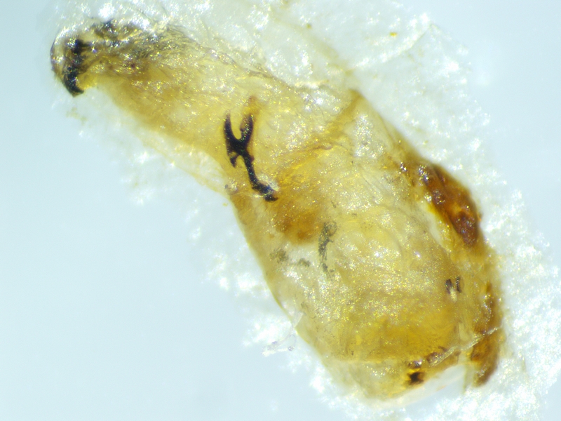 Examination under a stereomicroscope of the whitish dried element extracted from the infructescence of 'Dalmatia' ripe fig no. 4.